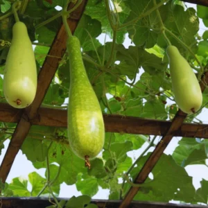 Gourd Seeds For Planting, 20 Seeds, Gourd Vegetable Seeds