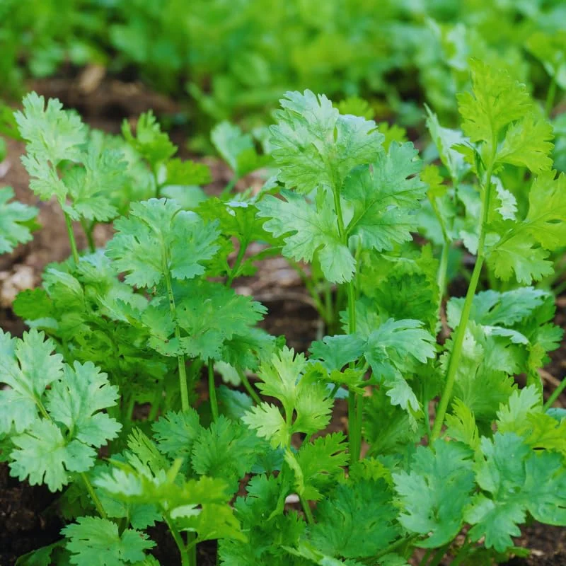 Cilantro Seeds For Planting Outdoors, Coriander Seeds, Cilantro Coriander Seeds, 200 Seeds