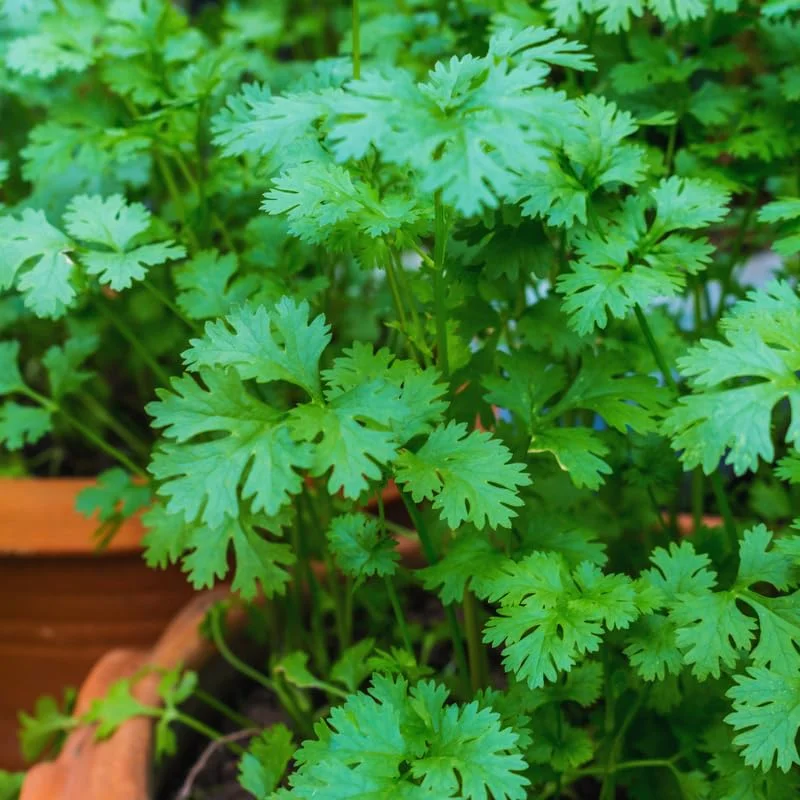 Cilantro Seeds For Planting Outdoors, Coriander Seeds, Cilantro Coriander Seeds, 200 Seeds
