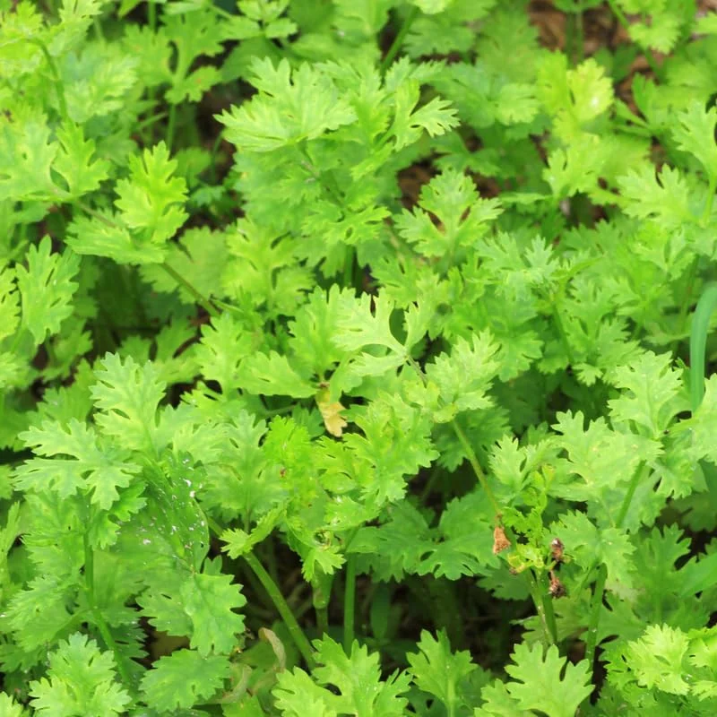 Cilantro Seeds For Planting Outdoors, Coriander Seeds, Cilantro Coriander Seeds, 200 Seeds