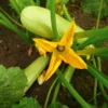 White Squash Seeds, White Zucchini Seeds, Squash Vegetable Seeds For Planting, 75 Seeds