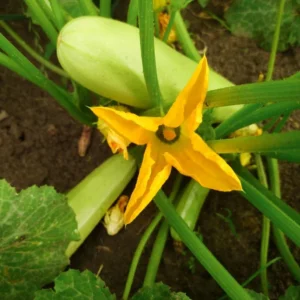 White Squash Seeds, White Zucchini Seeds, Squash Vegetable Seeds For Planting, 75 Seeds