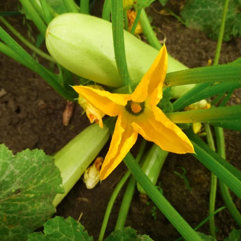 White Squash Seeds, White Zucchini Seeds, Squash Vegetable Seeds For Planting, 75 Seeds