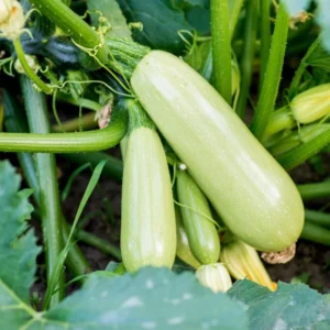 White Squash Seeds, White Zucchini Seeds, 25 Seeds, Squash Vegetable Seeds For Planting