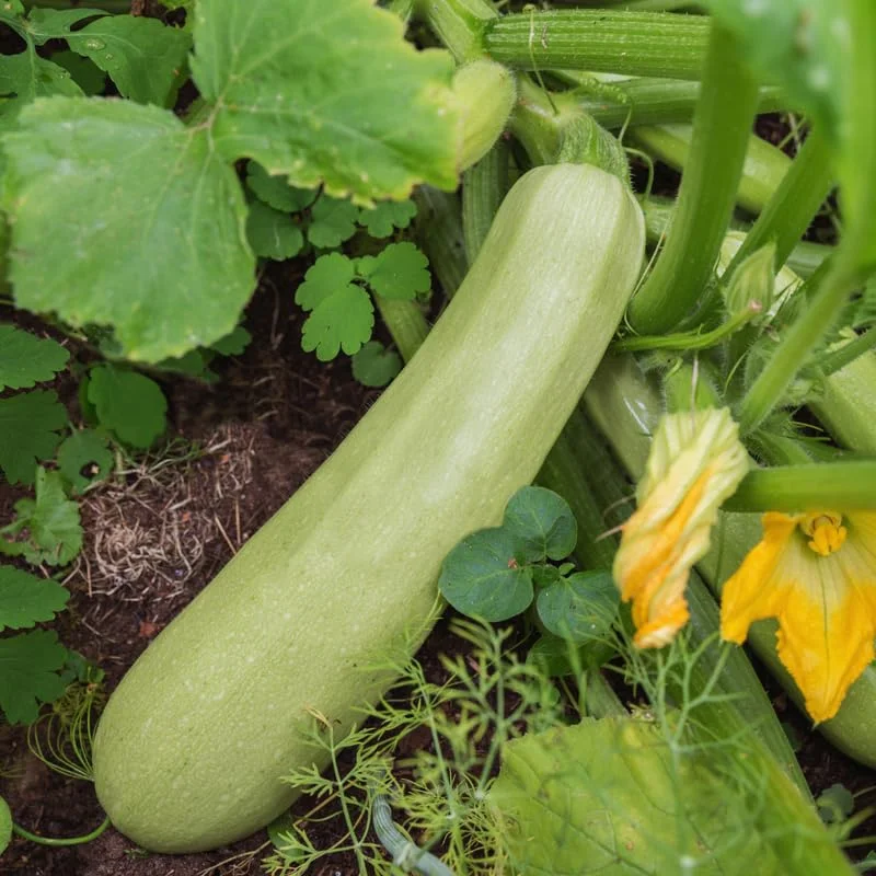 White Squash Seeds, White Zucchini Seeds, 25 Seeds, Squash Vegetable Seeds For Planting