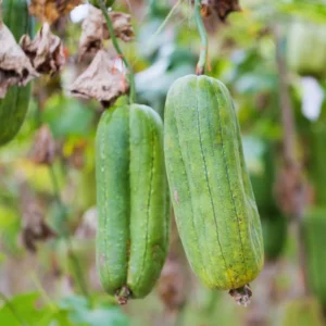 Luffa Gourd Seeds, 20 Luffa Gourd Vegetable Seeds For Planting Outdoor Indoor, Gourd Seeds