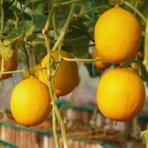 50 Golden Melon Seeds, Vegetable Seeds, Golden Melon Seeds For Planting Indoor Outdoor