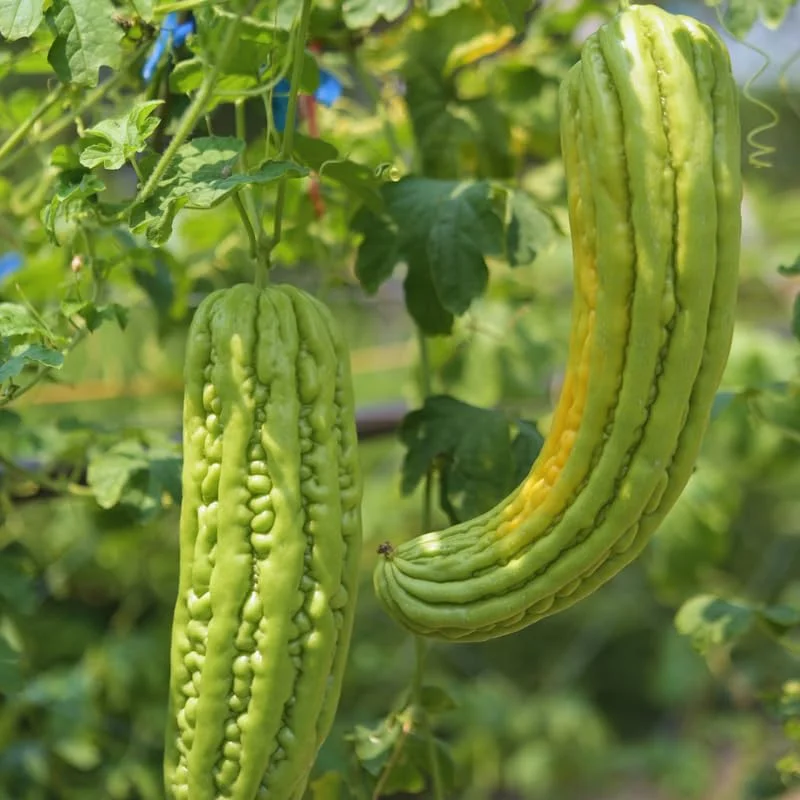 30 Green Long Bitter Gourd Seeds For Planting Outdoor Indoor, Gourd Seeds