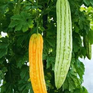 Green Long Bitter Gourd Seeds For Planting Outdoor Indoor, 28 Gourd Seeds