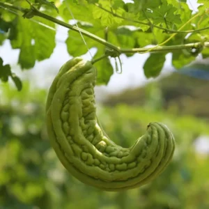 Green Long Bitter Gourd Seeds For Planting Outdoor Indoor, 28 Gourd Seeds