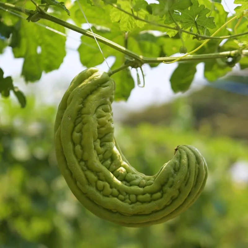 Green Long Bitter Gourd Seeds For Planting Outdoor Indoor, 28 Gourd Seeds