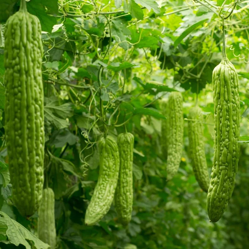 Green Long Bitter Gourd Seeds For Planting Outdoor Indoor, 28 Gourd Seeds