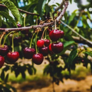 Black Cherry Seeds, 15 Sweet Fruit Seeds For Planting Growing, Black Cherry Seeds For Planting