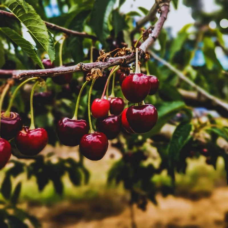 Black Cherry Seeds, 15 Sweet Fruit Seeds For Planting Growing, Black Cherry Seeds For Planting