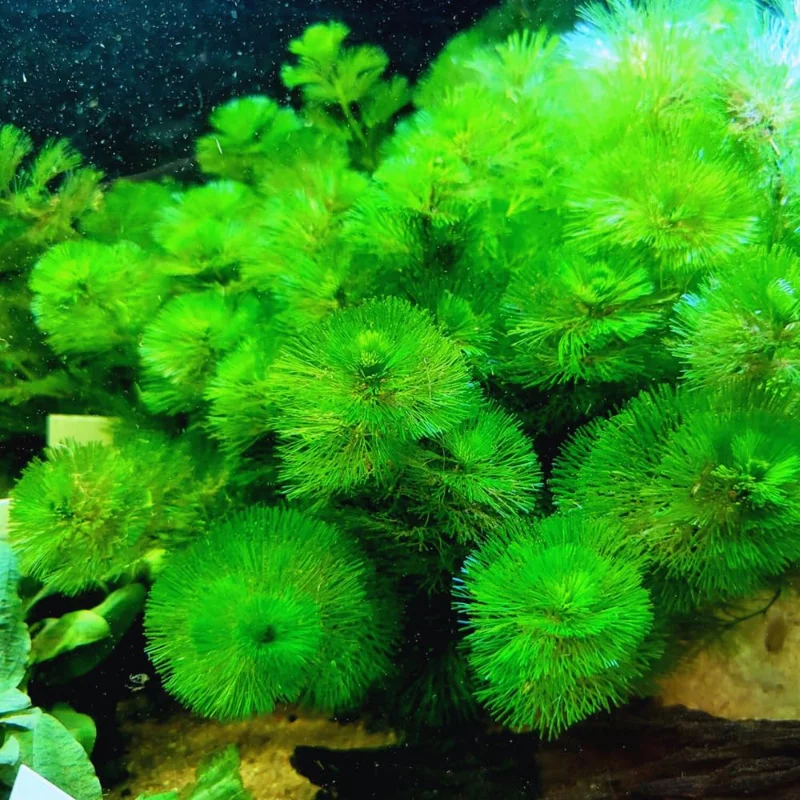 7 Stems Cabomba Aquarium Plants Live, Green Cabomba Live Aquarium Plant, Green Cabomba Plants, 4 to 7 Inches Tall, No Ship to MI, CA, CT, ID, DC