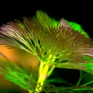 7 Stems Cabomba Aquarium Plants Live, Green Cabomba Live Aquarium Plant, Green Cabomba Plants, 4 to 7 Inches Tall, No Ship to MI, CA, CT, ID, DC