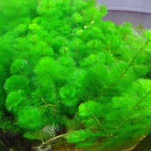 Green Cabomba Plants, Cabomba Aquarium Plants Live, 14 Stems, Live Aquarium Plants from 4 to 7 Inches Tall, No Shipping to MI, CA, CT, ID, DC