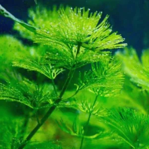 Green Cabomba Plants, Cabomba Aquarium Plants Live, 14 Stems, Live Aquarium Plants from 4 to 7 Inches Tall, No Shipping to MI, CA, CT, ID, DC