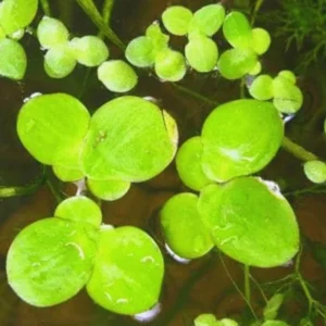 2000+ Duckweed Live Plants for Aquarium, Live Aquarium Plants, Duckweed Plant Live, Green Duckweed Aquatic Plant, No Ship to TX