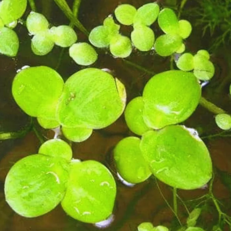 2000+ Duckweed Live Plants for Aquarium, Live Aquarium Plants, Duckweed Plant Live, Green Duckweed Aquatic Plant, No Ship to TX