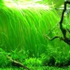 3 Green Jungle Val Plants, Aquarium Plants Live, Live Aquarium Plants, 4 to 6 Inches Tall, Aquatic Plants Live