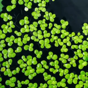2000+ Duckweed Live Plants for Aquarium, Live Aquarium Plants, Duckweed Plant Live, Green Duckweed Aquatic Plant, No Ship to TX