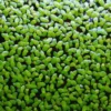 2000+ Duckweed Live Plants for Aquarium, Live Aquarium Plants, Duckweed Plant Live, Green Duckweed Aquatic Plant, No Ship to TX