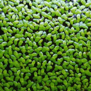 2000+ Duckweed Live Plants for Aquarium, Live Aquarium Plants, Duckweed Plant Live, Green Duckweed Aquatic Plant, No Ship to TX