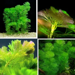 21 Stems Cabomba Aquarium Plants Live, Green Cabomba Live Aquarium Plants, Green Cabomba Plants Live, 4 to 6 Inches Tall, No Ship to MI, CA, CT, ID, DC