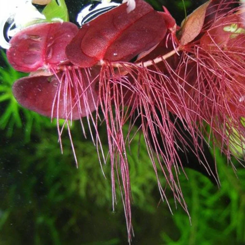 60+ Live Red Root Floater Plants - Vibrant Floating Aquarium Plants - Live Aquarium Plants for Growing
