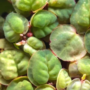 Combo 90+ Red Root Floater Plants Live, Aquarium Plants Live, Live Floating Plant for Aquarium, Aquatic Live Plants