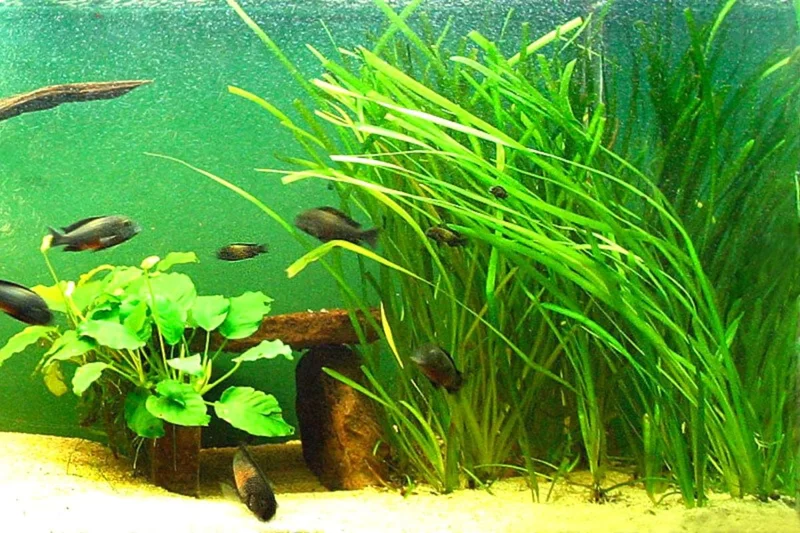 6 Stems of Jungle Vals Plants, Jungle Val Aquarium Plants Live, 2 Bundles, Aquatic Plants Live, Jungle Vallisneria Aquarium Plants