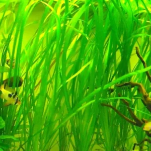 6 Stems of Jungle Vals Plants, Jungle Val Aquarium Plants Live, 2 Bundles, Aquatic Plants Live, Jungle Vallisneria Aquarium Plants