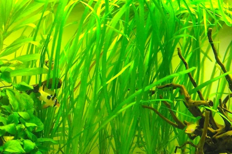 6 Stems of Jungle Vals Plants, Jungle Val Aquarium Plants Live, 2 Bundles, Aquatic Plants Live, Jungle Vallisneria Aquarium Plants