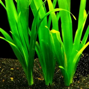 6 Stems of Jungle Vals Plants, Jungle Val Aquarium Plants Live, 2 Bundles, Aquatic Plants Live, Jungle Vallisneria Aquarium Plants