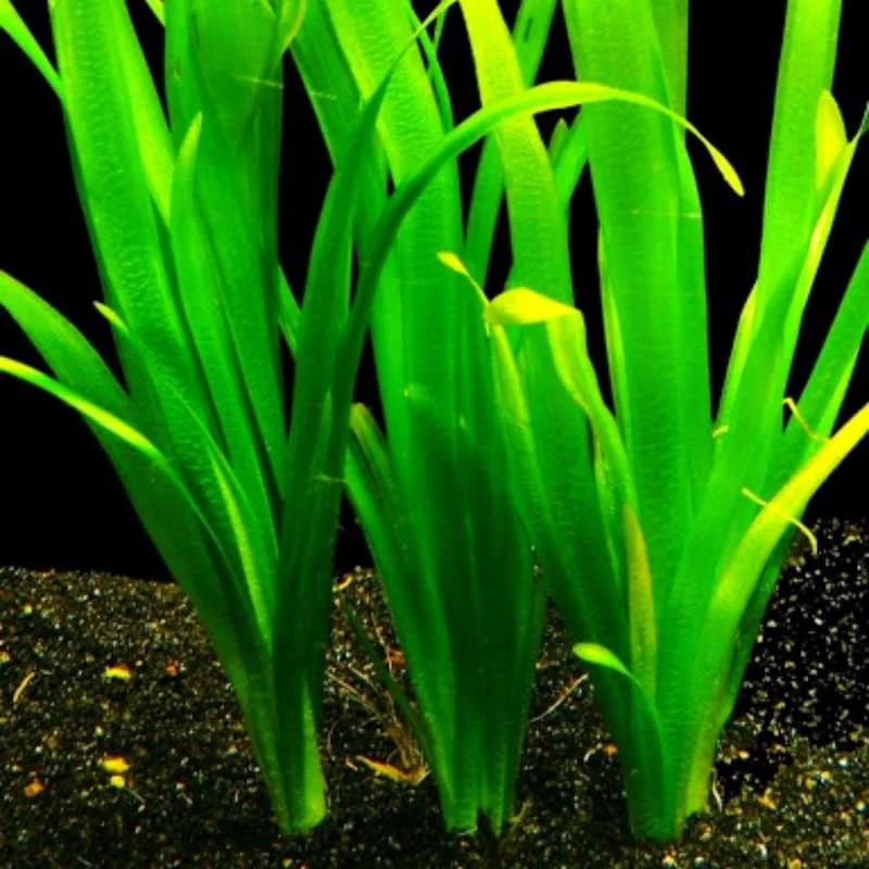 6 Stems of Jungle Vals Plants, Jungle Val Aquarium Plants Live, 2 Bundles, Aquatic Plants Live, Jungle Vallisneria Aquarium Plants