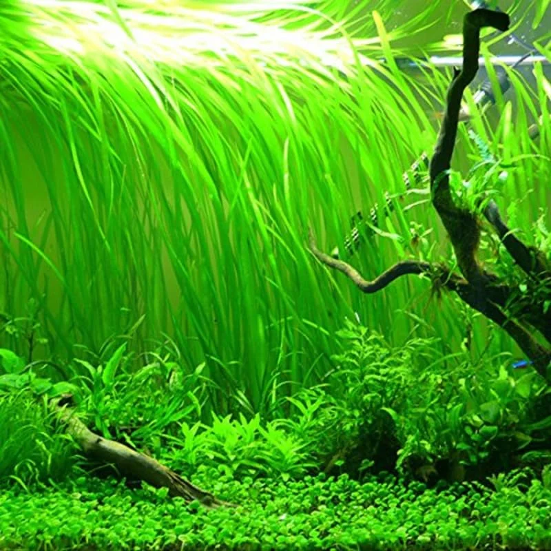 9 Stems of Jungle Vals Plants, Jungle Val Aquarium Plants Live, Live Aquarium Plants for Garden, 9 Small Plants