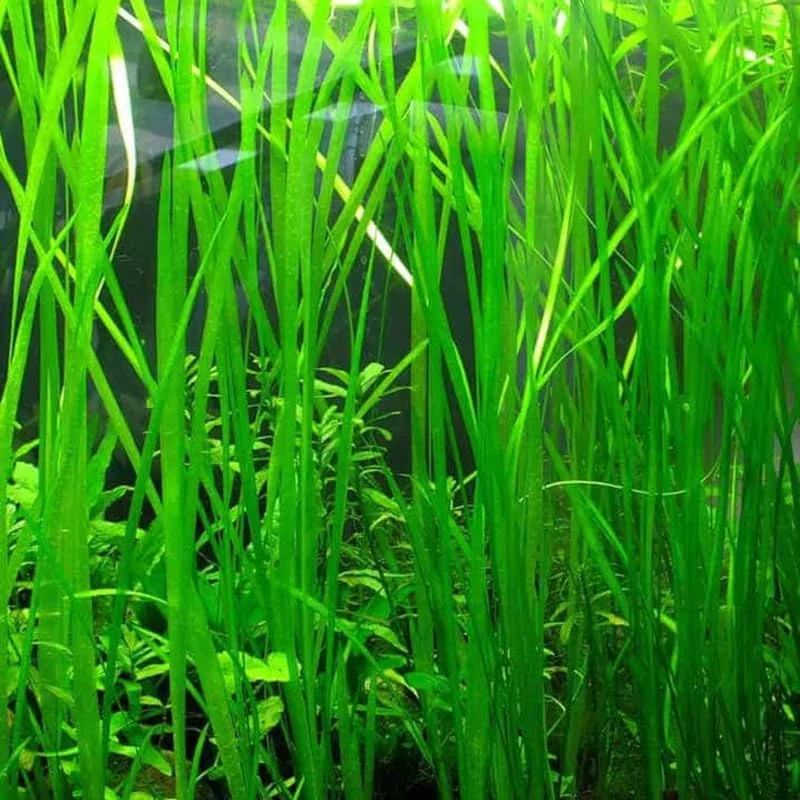 9 Stems of Jungle Vals Plants, Jungle Val Aquarium Plants Live, Live Aquarium Plants for Garden, 9 Small Plants