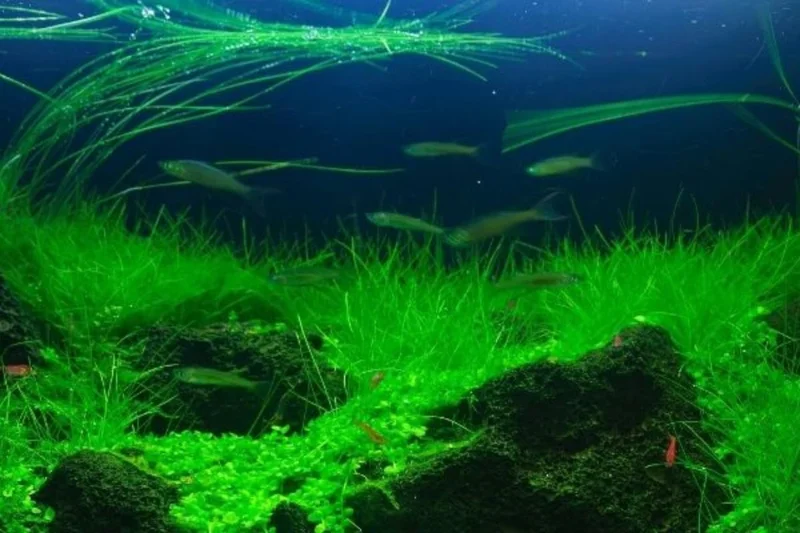 14 Stems of Aquarium Grass Plants Live, Dwaft Hairgrass Plants, Live Aquarium Plants, 4 to 6 Inc Tall, Aquatic Plant Live, Easy to Plant