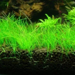 14 Stems of Aquarium Grass Plants Live, Dwaft Hairgrass Plants, Live Aquarium Plants, 4 to 6 Inc Tall, Aquatic Plant Live, Easy to Plant