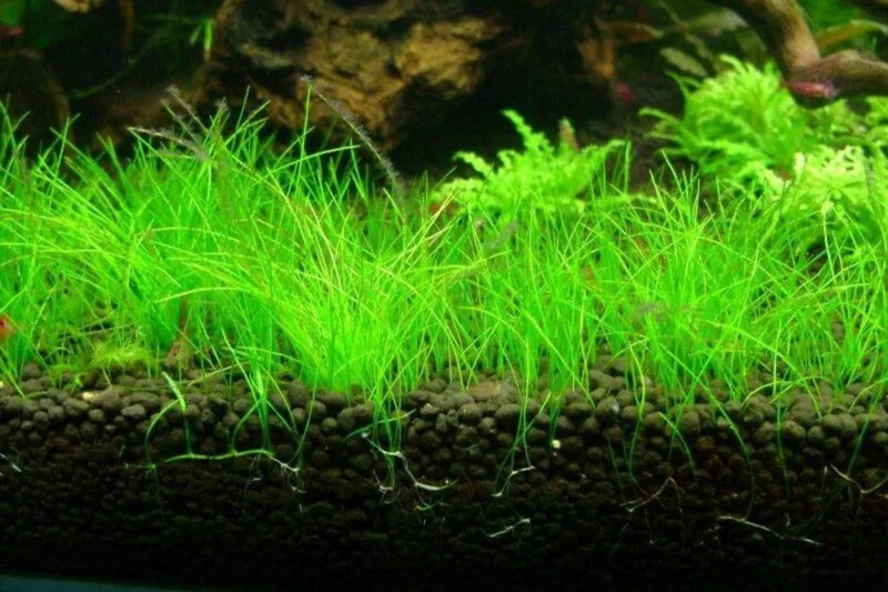 14 Stems of Aquarium Grass Plants Live, Dwaft Hairgrass Plants, Live Aquarium Plants, 4 to 6 Inc Tall, Aquatic Plant Live, Easy to Plant