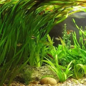 12 Stems of Jungle Vals Plants, Jungle Val Aquarium Plants Live, Aquatic Plants Live, Live Aquarium Plants, 12 Plants
