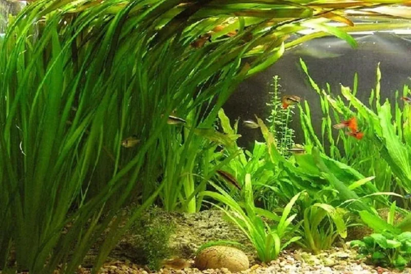 12 Stems of Jungle Vals Plants, Jungle Val Aquarium Plants Live, Aquatic Plants Live, Live Aquarium Plants, 12 Plants