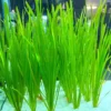 12 Stems of Jungle Vals Plants, Jungle Val Aquarium Plants Live, Aquatic Plants Live, Live Aquarium Plants, 12 Plants