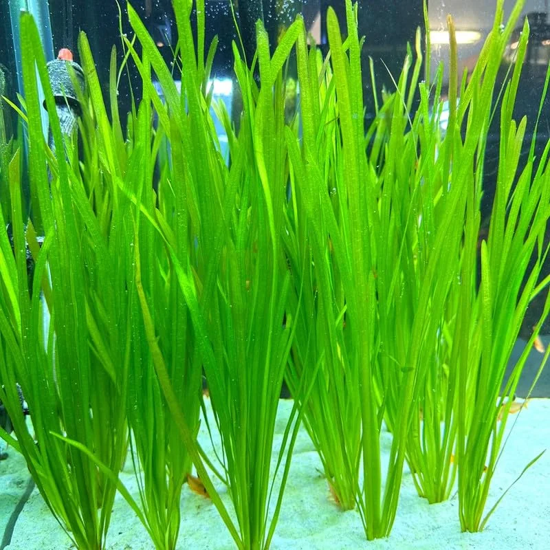 12 Stems of Jungle Vals Plants, Jungle Val Aquarium Plants Live, Aquatic Plants Live, Live Aquarium Plants, 12 Plants