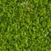 Duckweed Live Plants for Aquarium, 2000 Plants, Live Duckweed Plants, Live Aquarium Plants, Aquarium Plants Live, Small Plants