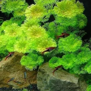 Set of 42 Green Cabomba Plants Live, Aquarium Plants Live, 4 to 7 Inch Tall, Live Aquarium Plants, Cabomba Live Plants, No Shipping to MI, CA, CT, ID, DC