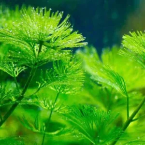Set of 21 Green Cabomba Plants Live, Aquarium Plants Live, 4 to 7 Inch Tall, Live Aquarium Plants, Cabomba Live Plants, Easy to Plant, No Shipping to MI, CA, CT, ID, DC