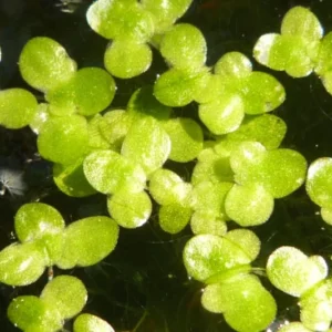 Duckweed Live Plants for Aquarium, 6000 Plants, Aquarium Plants Live, Live Aquarium Plant