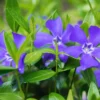 50 Vinca Plants, Vinca Minor Ground Cover Plants, Vinca Minor Plants, Periwinkle Plants Live, 8 to 10 Inc Tall, Vinca Well Rooted for Garden
